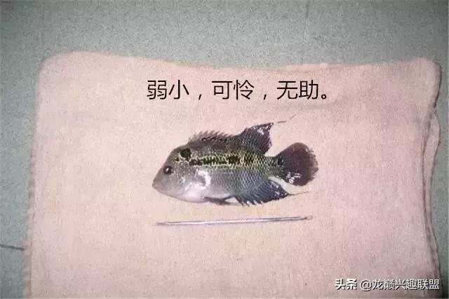 宠物整形有多可怕,宠物美容修脸