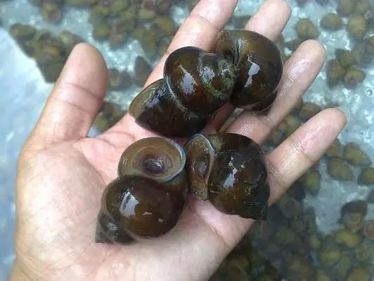 柳州正宗螺蛳粉技术配方,柳州螺蛳粉技术配方分享