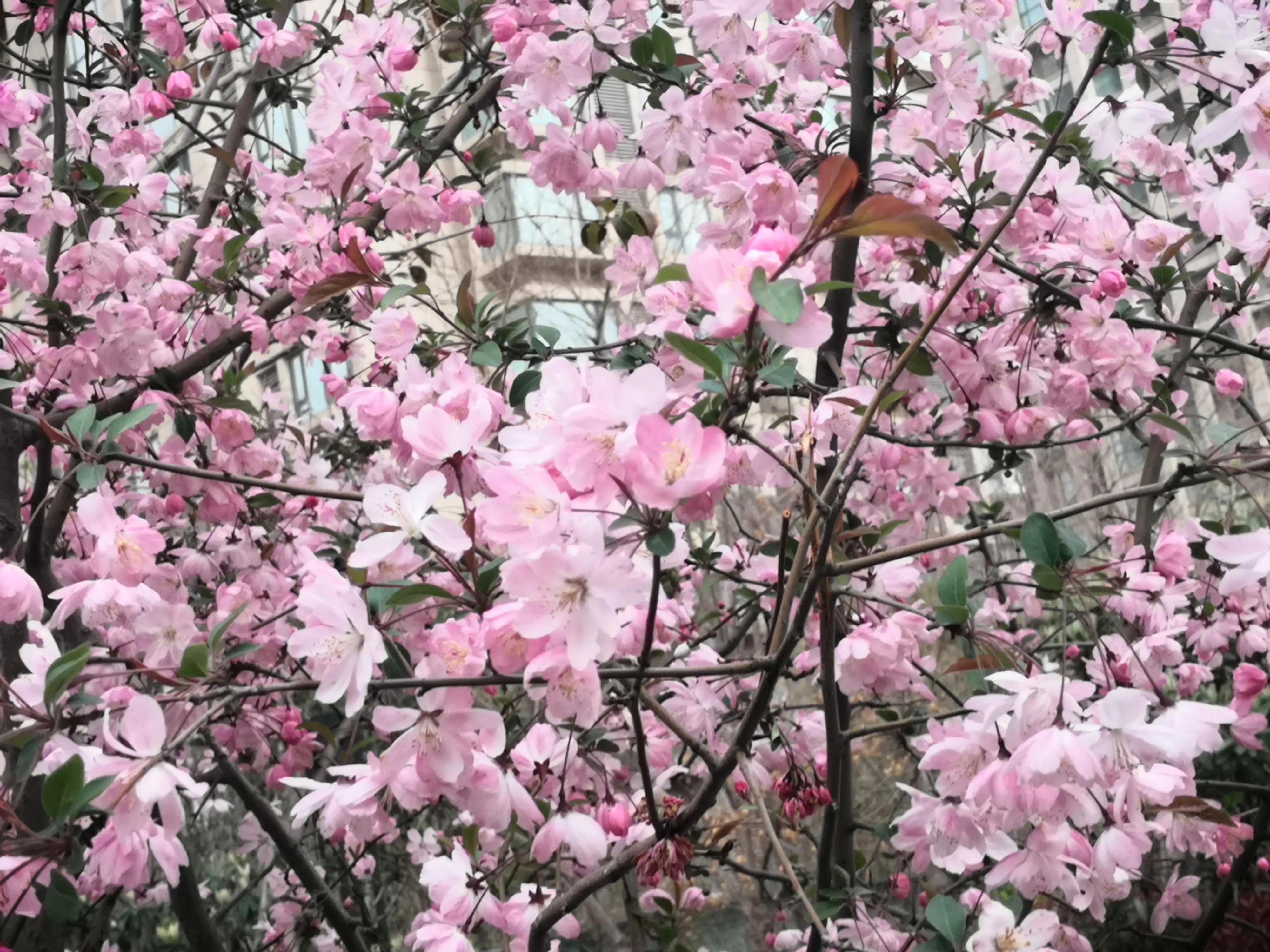嵩山少林寺旅游攻略一日游,春季嵩山少林寺景区一日游