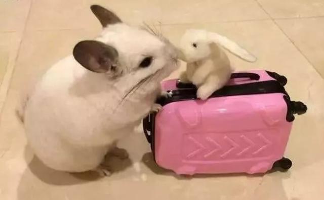 为它心甘情愿花掉一半工资！你们“铲”起千亿市场...