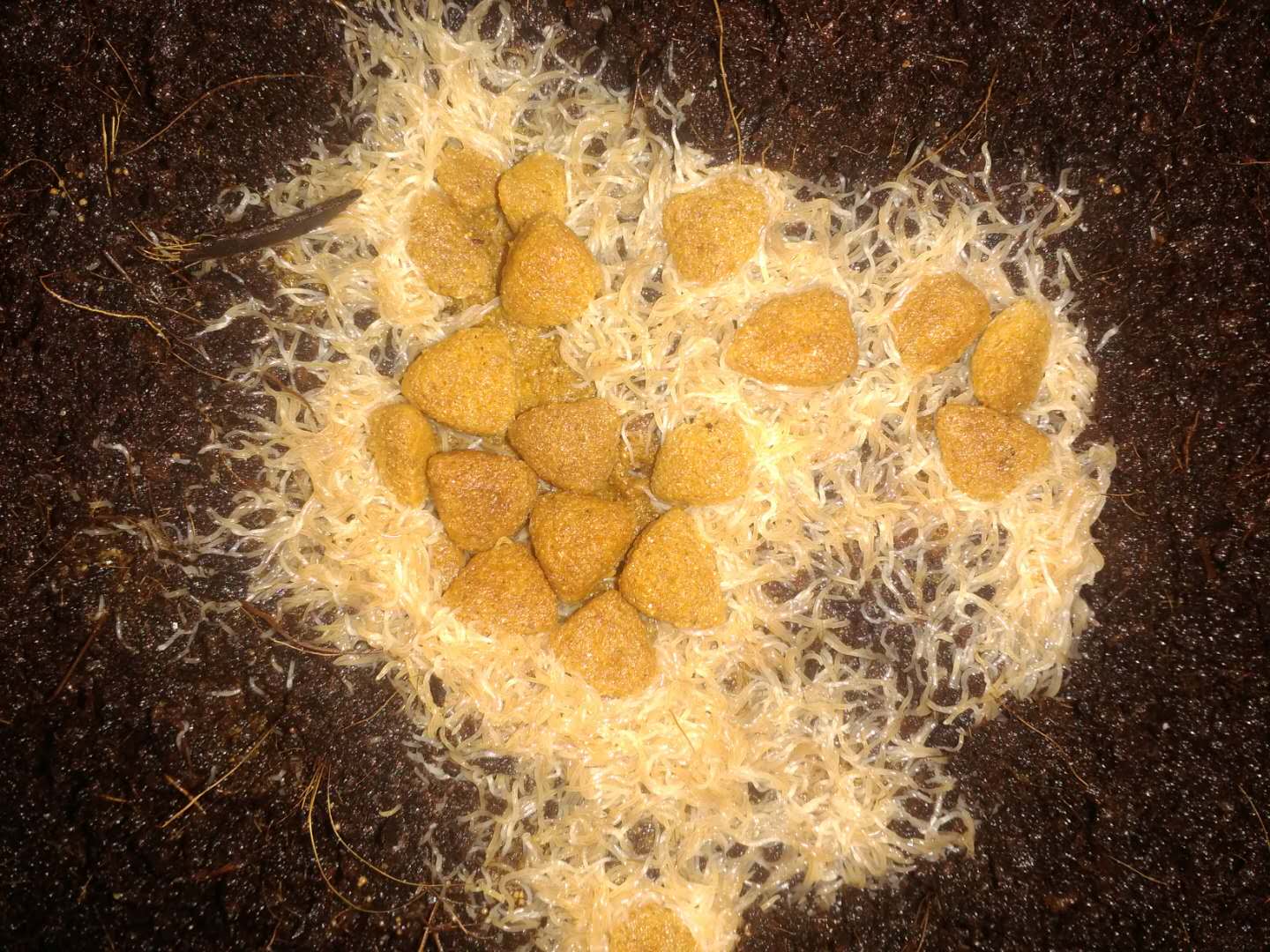 白线虫在土里,白线虫最佳治疗方法