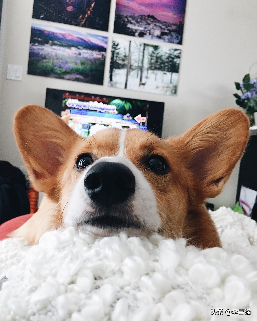 辟谣：并不是所有小型犬都不追求运动量，小短腿柯基就很需要运动