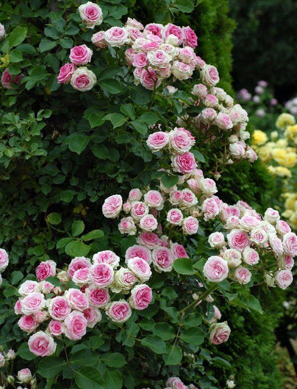 李子柒的院子都种的啥,李子柒推荐的三种花