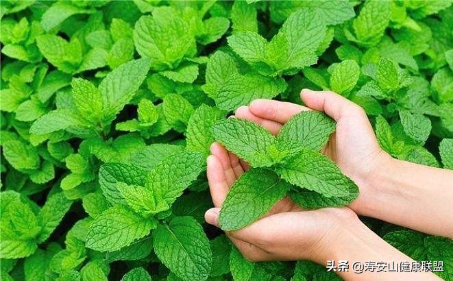 what？薄荷不但可以减肥？还能美发