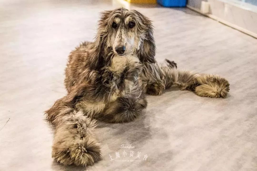 2019宠物排名,2022宠物排行榜