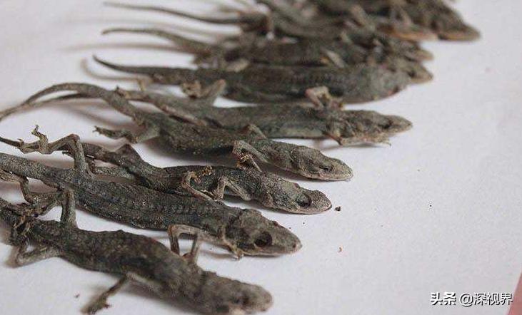 壁虎呆萌可爱,又可爱又温顺的壁虎