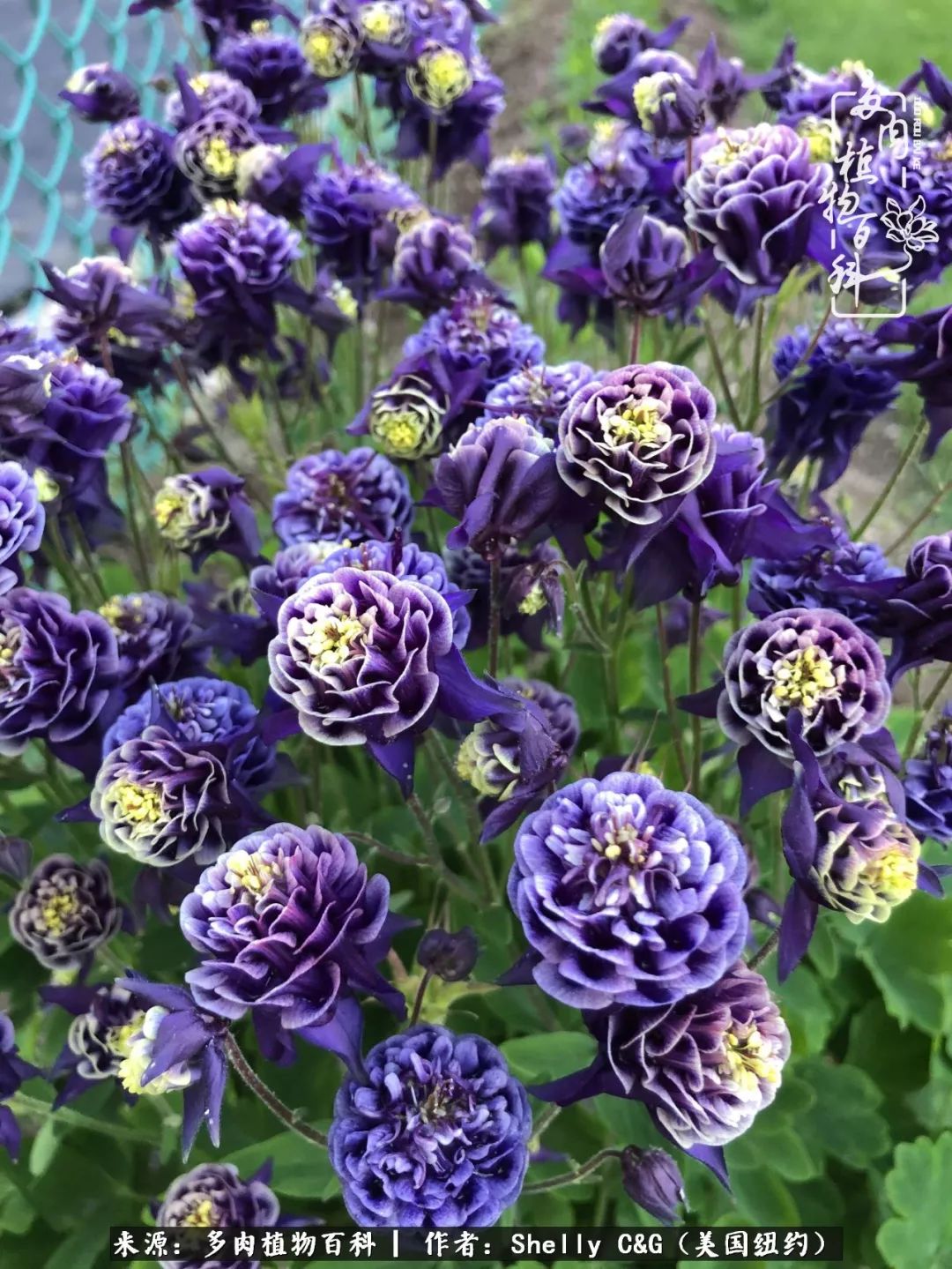 美国纽约有多少华裔人,美国纽约有多少个华人