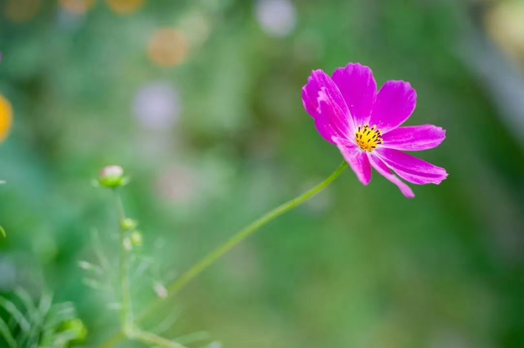 中国诗歌周刊新诗美韵第199期,中国诗歌周刊七十八期