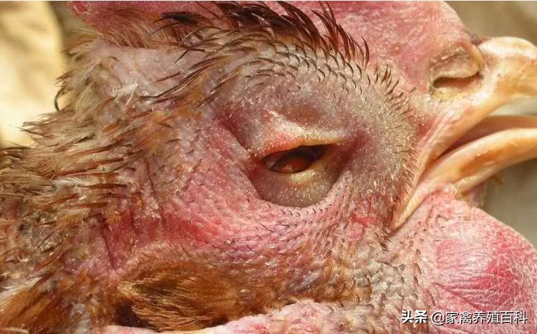 鸡肿头肿脸最快的治疗土方法,治疗鸡肿头肿脸的方法