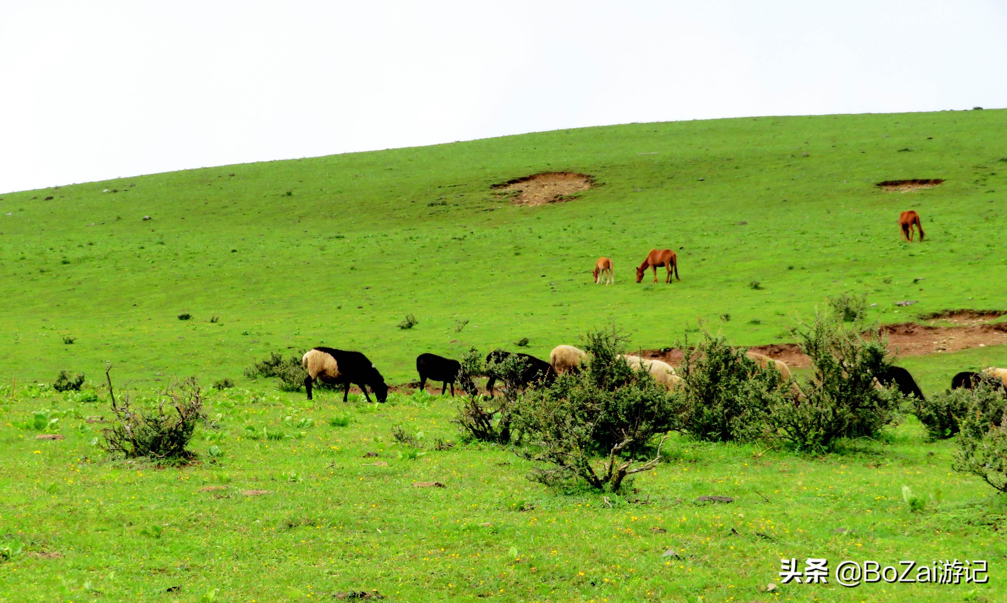 去云南丽江必游景点攻略,去云南丽江旅游必去景点