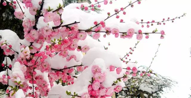 中国十大名花惊艳千年,中国十大名花美极了