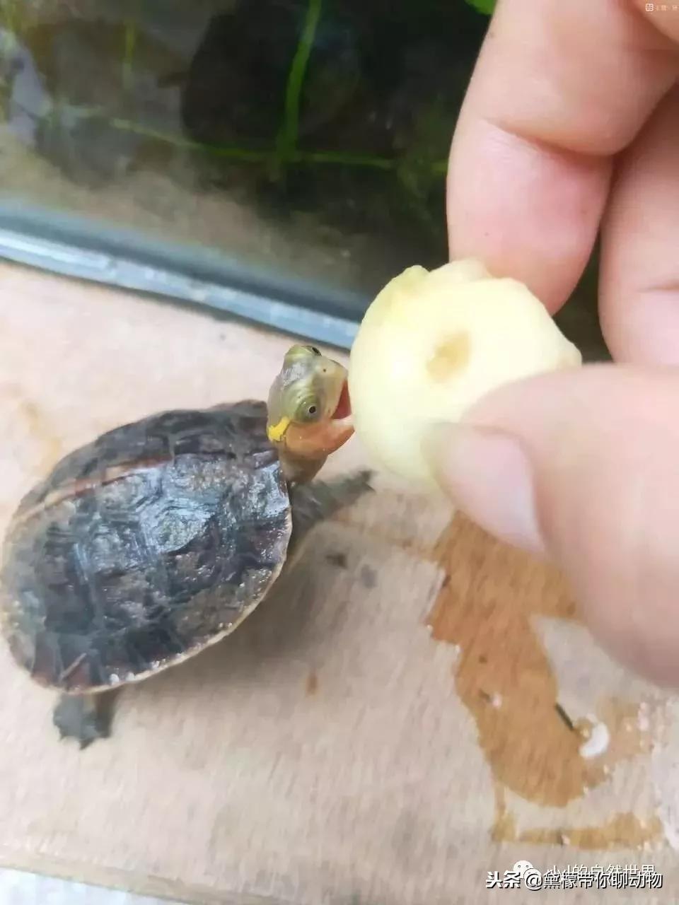 丛林造景黄缘龟池设计图大全,龟宝宝黄缘龟生态缸造景教程