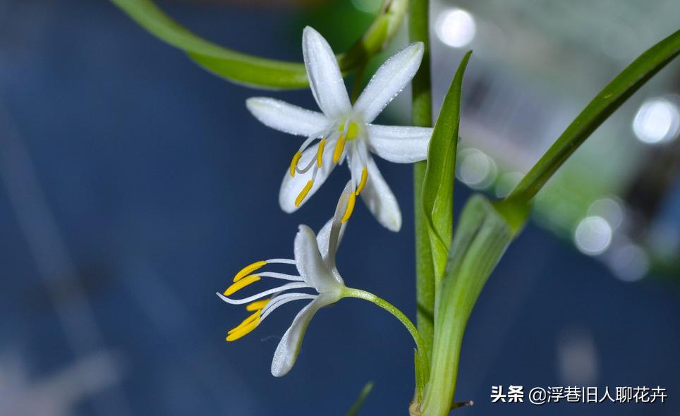 吊兰长的爆盆能直接全剪掉吗,吊兰怎么养才能长出小吊兰图片