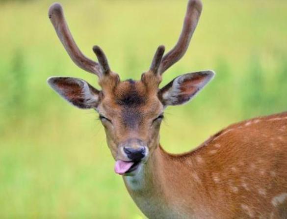 为什么哺乳动物体内构造相同,为什么哺乳动物都有睾丸