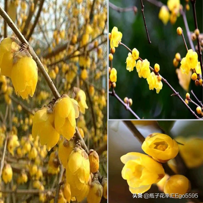 父亲节的鲜花,父亲节买什么鲜花比较好看