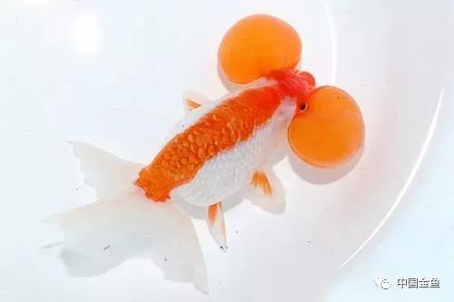 家庭金鱼养殖技术视频教程,家庭饲养金鱼攻略养鱼容器的选择