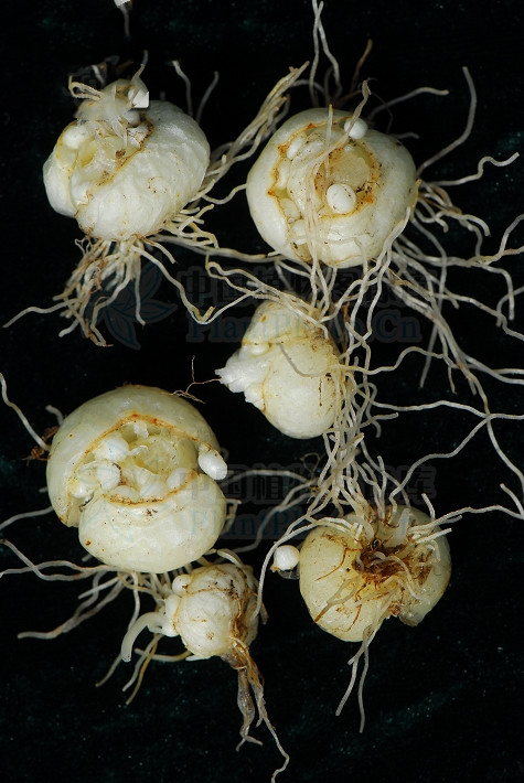 平贝母止咳化痰效果怎么样,平贝母对寒咳有效果吗