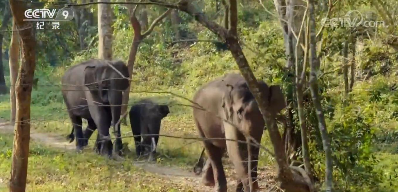 云南西双版纳市区全景航拍,航拍讲解整个西双版纳