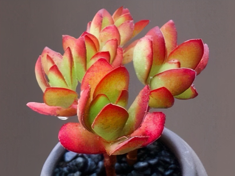 多肉小天狗和天狗之舞是两个完全不同的品种，但是都能养出红边