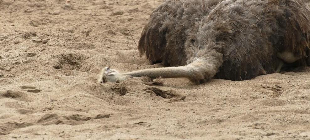 鸵鸟遇到危险为什么把头埋到土里,鸵鸟遇到危险时是怎么躲避的