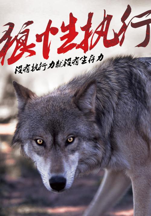 这才是狼性精神!老板拿去,直接给员工讲,领悟透彻,指哪打哪