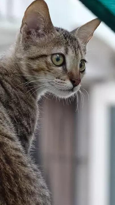 正念生活day32——恋爱和结婚这点事