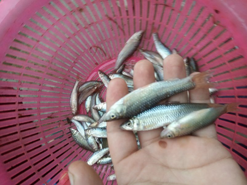 澶у瀷楹︾楸煎拰灏忓瀷楹︾楸肩殑鍖哄埆,甯歌鐨勯害绌楅奔