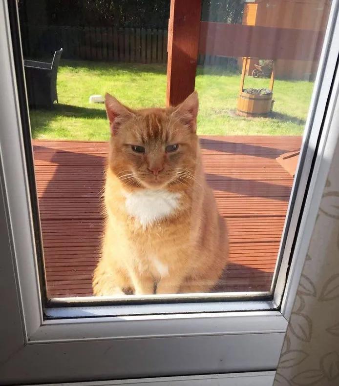 关于猫咪的可爱故事,可爱的小猫咪儿童故事