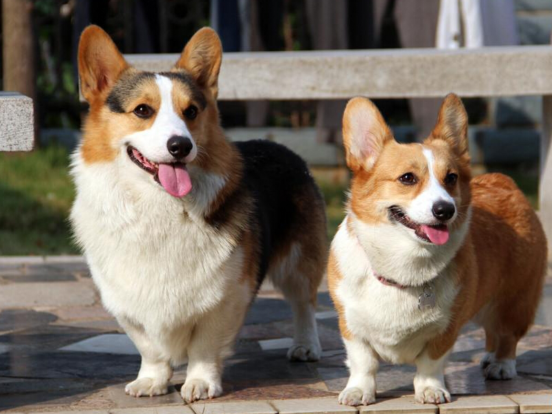 常见的宠物狗品种有哪些,宠物狗大型犬不掉毛有哪些品种