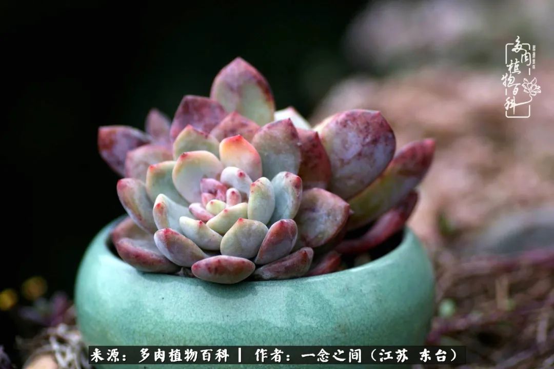 一见多肉误终生,一见多肉误终生从此钱包成路人