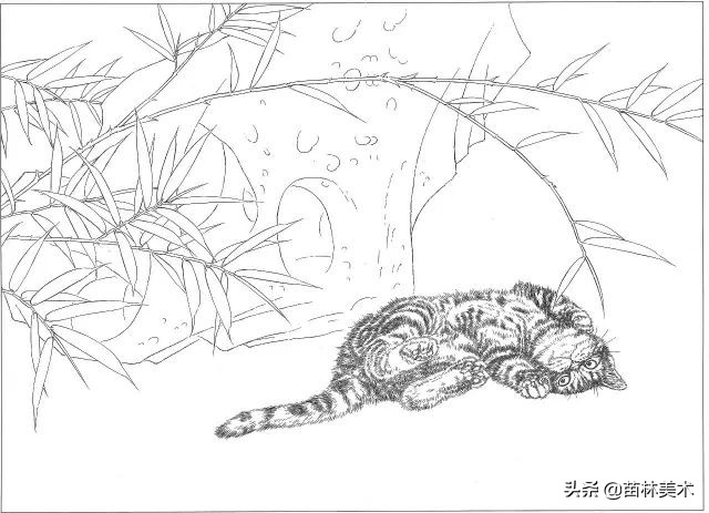 国画工笔猫白描,邢诚爱工笔画猫白描底稿