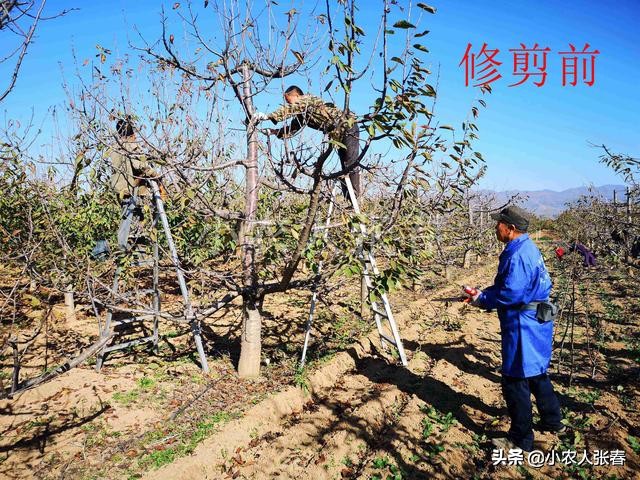 樱桃爸爸打了娇娇一巴掌,樱桃爸爸怒扇耳光