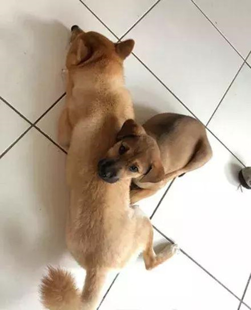 流浪狗苦苦哀求路人把自己带回家,流浪狗捡回来胆子小怎么办