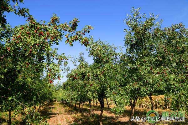 枣树枣疯病的症状、发病规律及防治措施