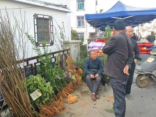 网上卖的假苗木,揭秘电商平台假苗木