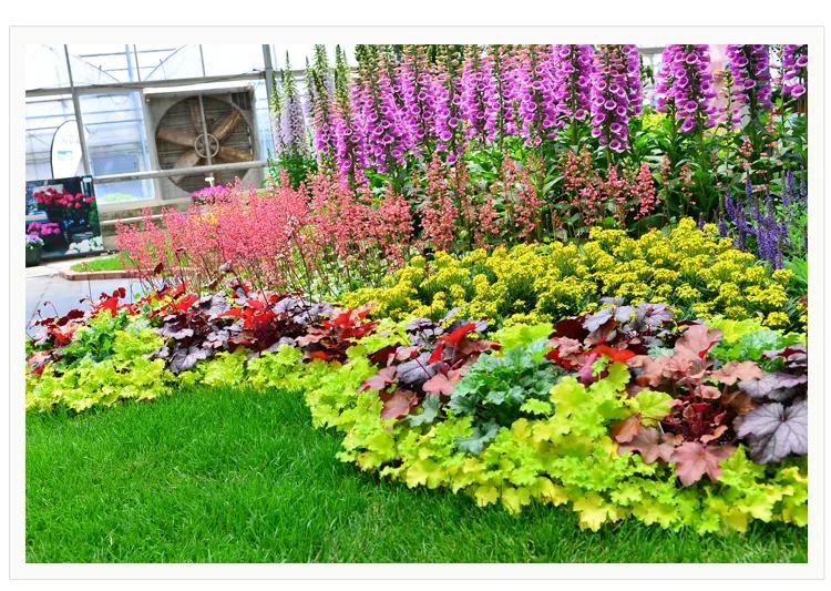 景观草花图,地被类的花草图片