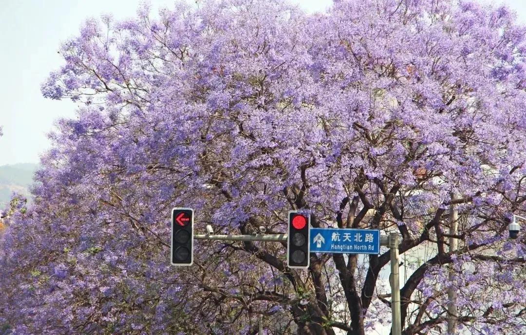 蓝花楹西昌航天北路公交车,蓝花楹卫星宾馆
