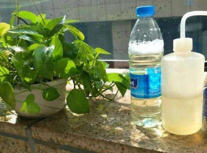 绿萝怎么浇水叶子更绿更茂盛,绿萝浇什么水长得快杆子粗叶子绿