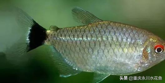 十大最好看的观赏鱼,观赏鱼100种形态