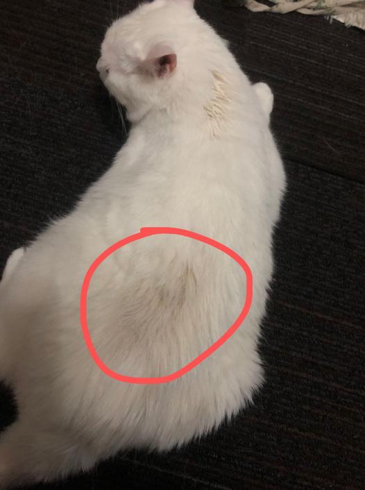 猫咪毛囊炎是怎么治疗,猫咪毛囊炎检查什么项目