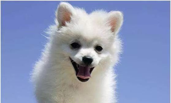 狗狗呼吸困难只大量喝水不吃东西,狗狗为什么会发抖不吃东西不喝水