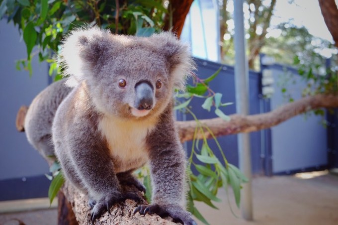 澳洲悉尼动物园,悉尼塔隆加动物园介绍