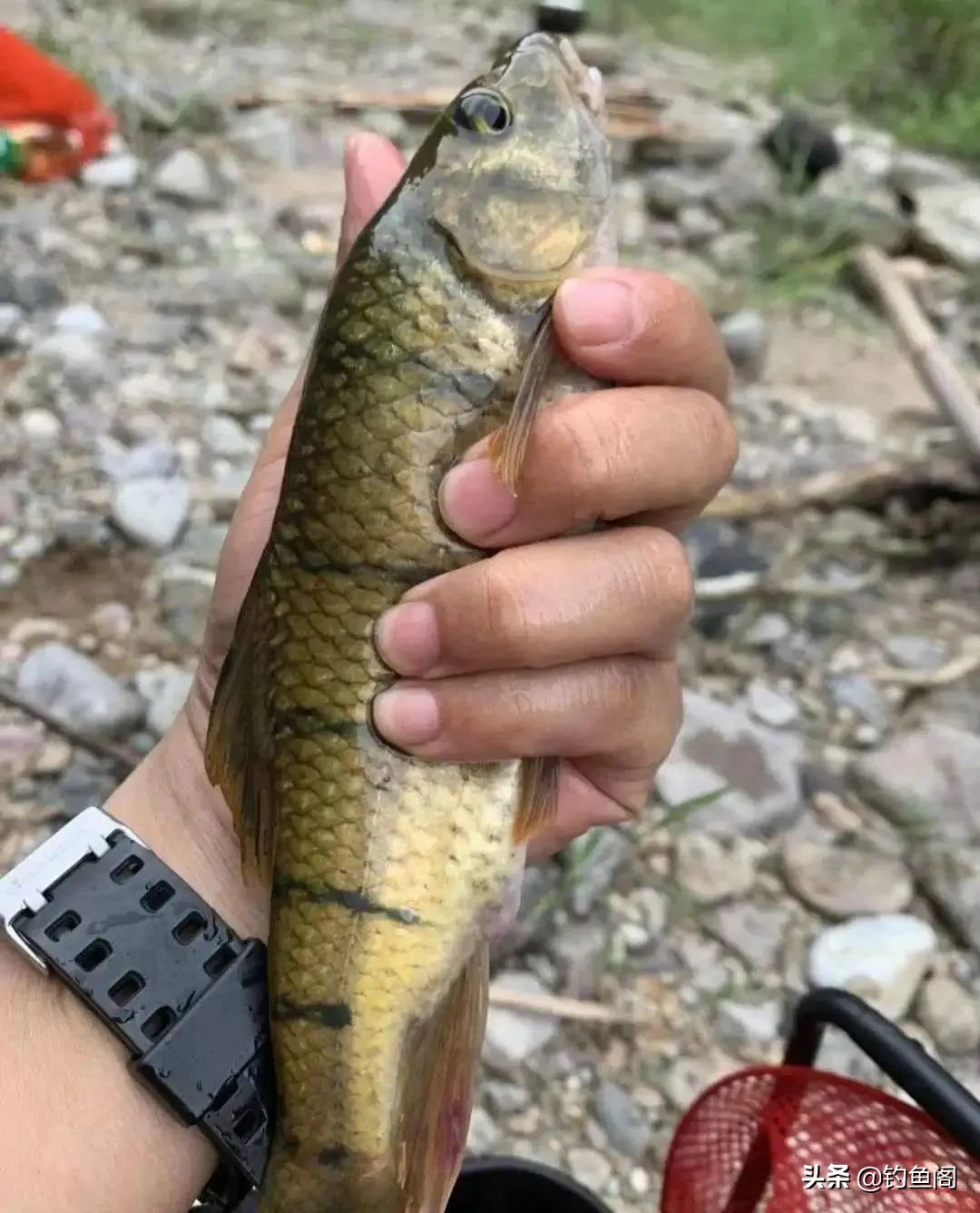 小杂鱼到底能长多大,小杂鱼长得比你想象中的大