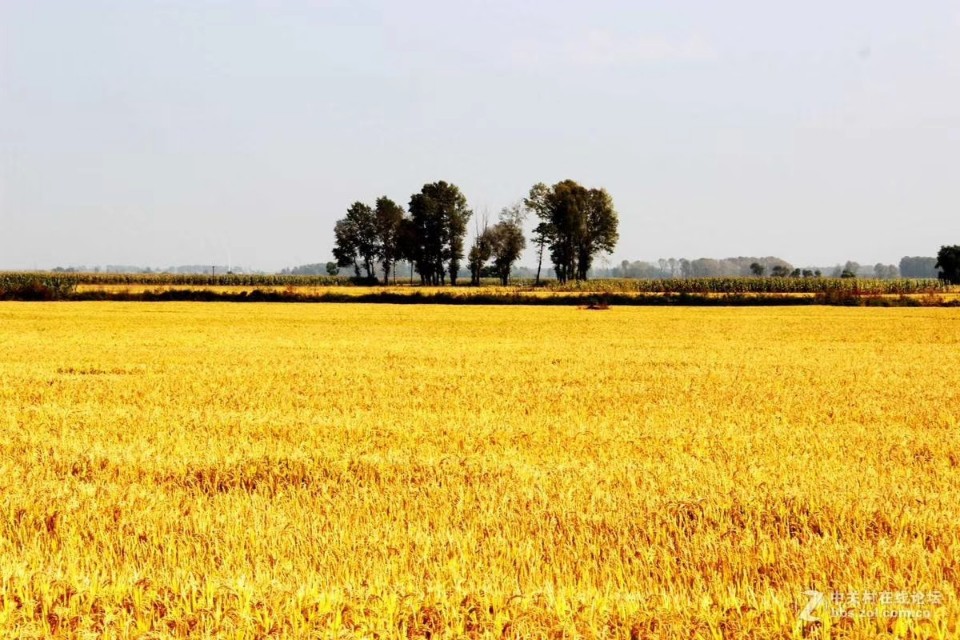上海八十八亩田地址,上海有七千多多一平方的地方吗