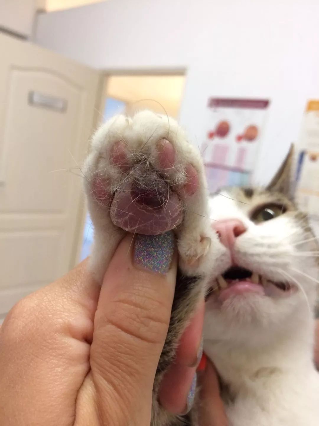 猫咪的肉垫皲裂怎么办,猫咪肉垫裂开怎么处理