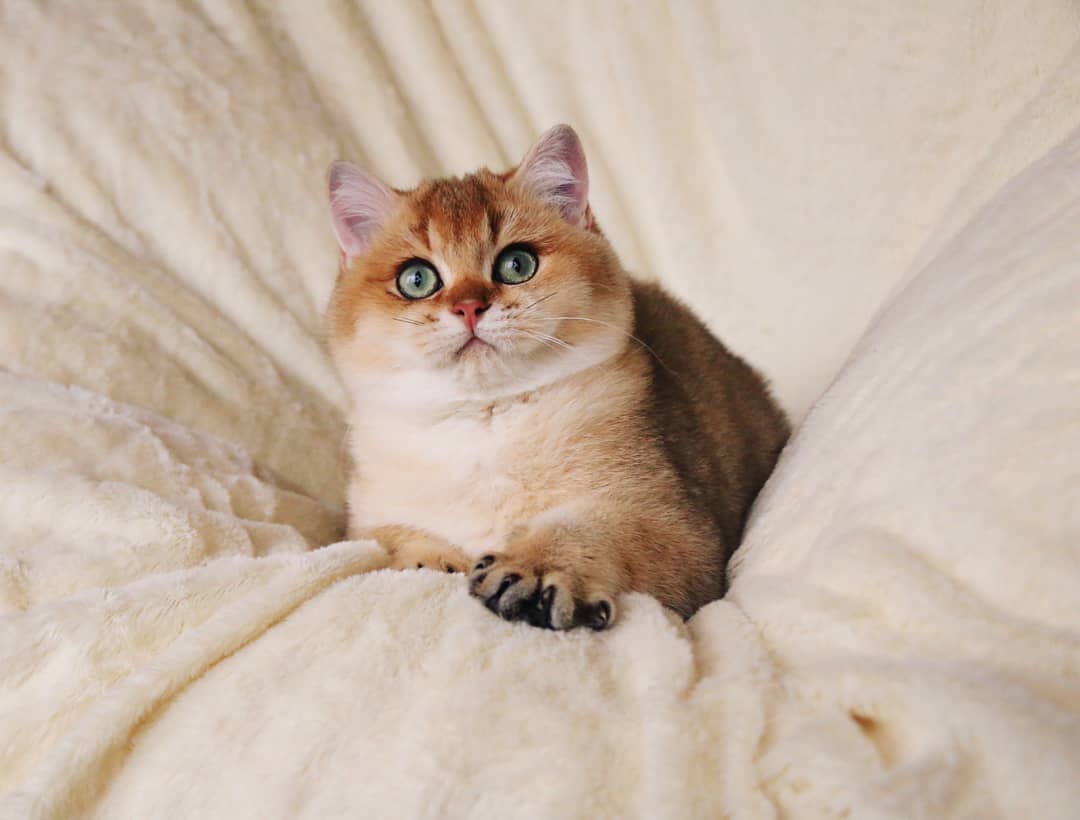 给养猫新手的好物推荐,给养猫的朋友祝福语