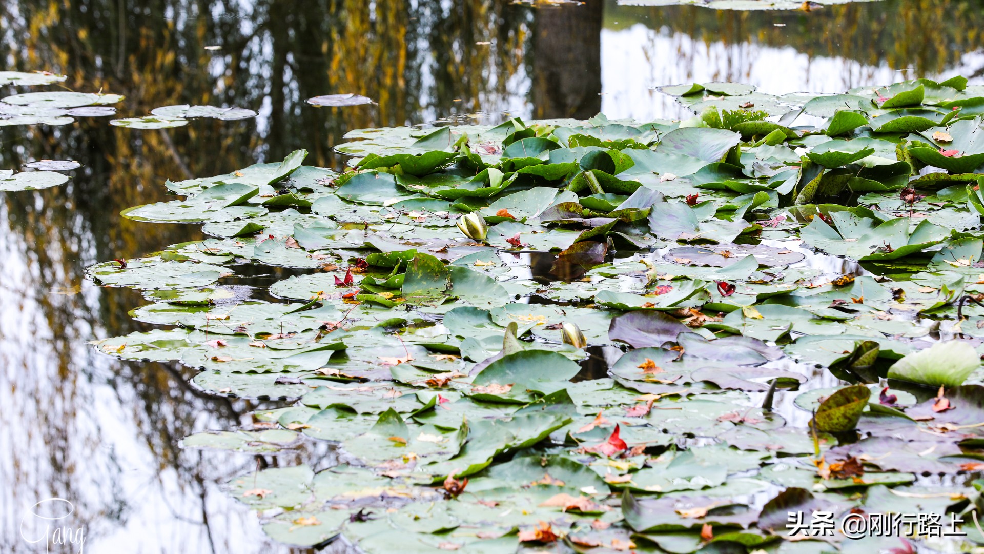 莫奈睡莲的特殊之处,莫奈睡莲超高清大图