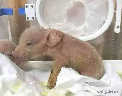 世界首创猪猴嵌合体,中国猴嵌合体研究