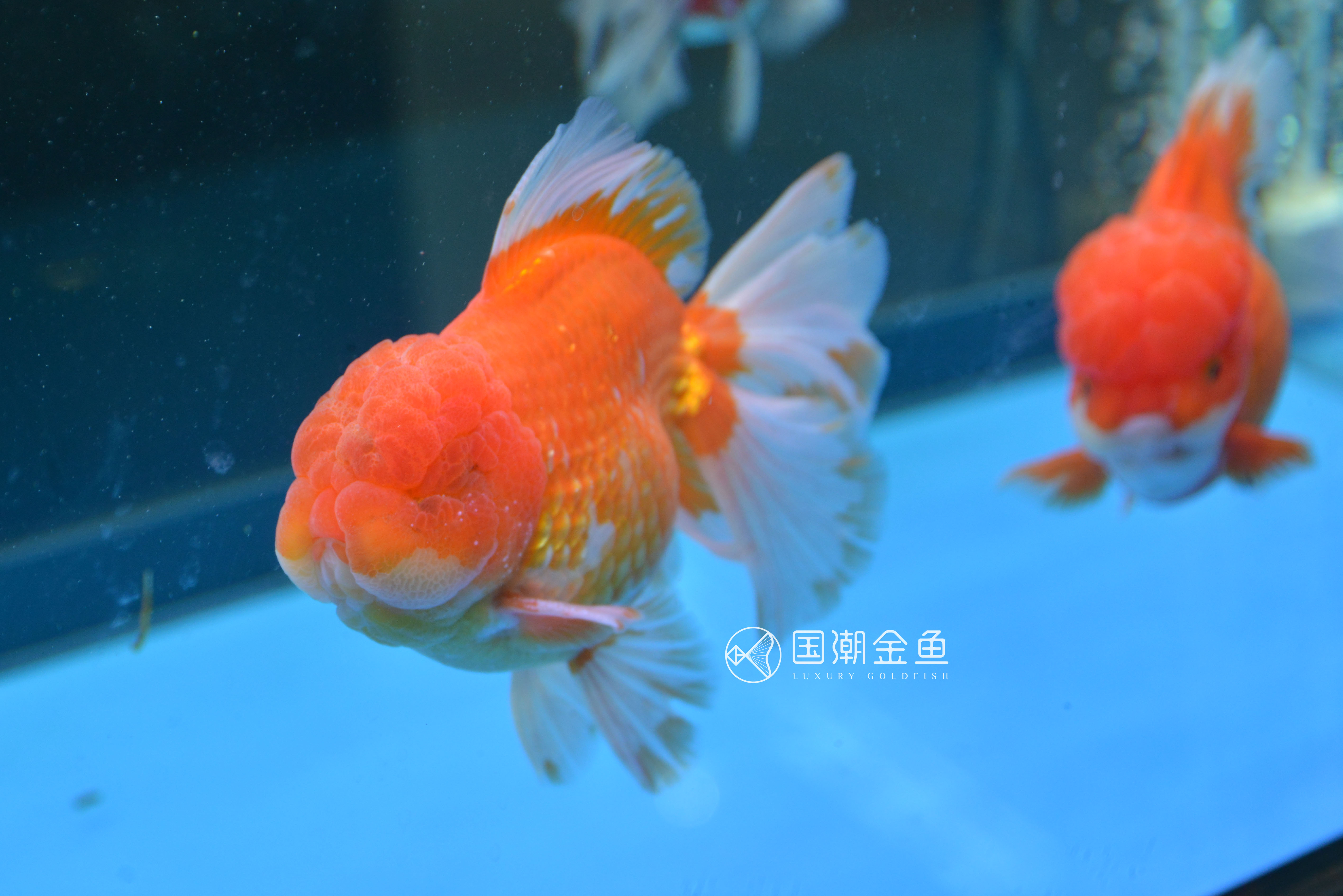 海水缸开缸详细教程视频,养金鱼开缸养水全过程