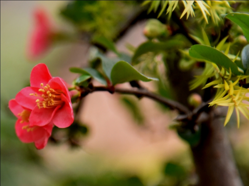 淮口科玛小镇风情街,淮口科玛小镇的抖音